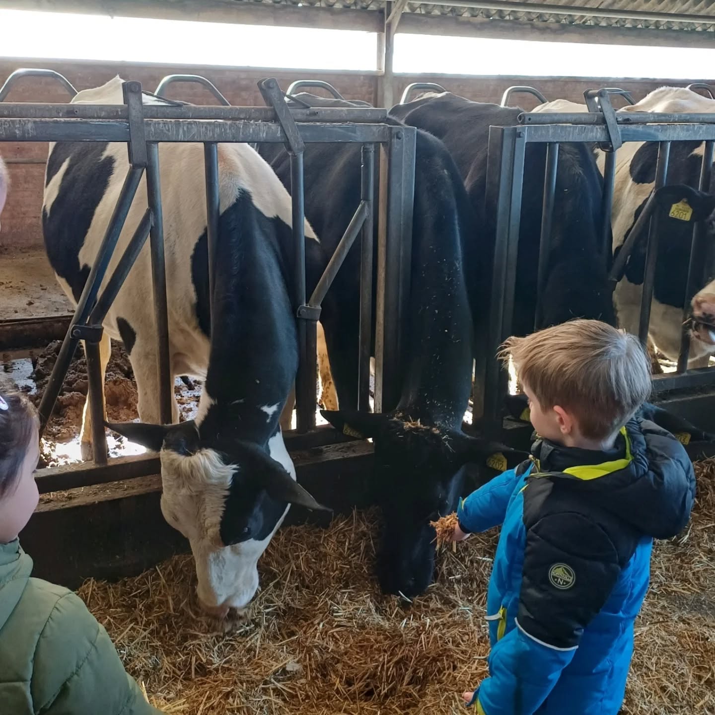 De kleuters zijn bezig met het thema ‘de boerderij’. Op school spelen we in onze boerderijwinkel, lezen we boekjes over de boerderij en knutselen we allerlei boerderijdieren. Maar een échte boerderij bezoeken, is natuurlijk het allerleukst. Bedankt @zuivelhoeve_zwanenburg dat wij een kijkje mochten komen nemen! 🐄🐖

#boerderij #uitje #betekenisvolleren